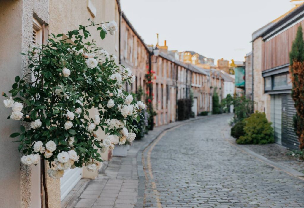 Roses in the foreground of a photo of stone houses lining a cobblestoned street in Edinburgh
