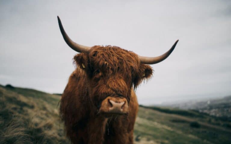 A highland cow standing in a field